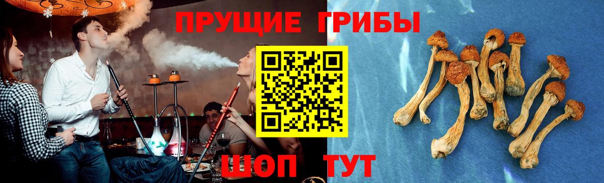 Галлюциногенные грибы Psilocybe  Вход с VPN  Луга 
